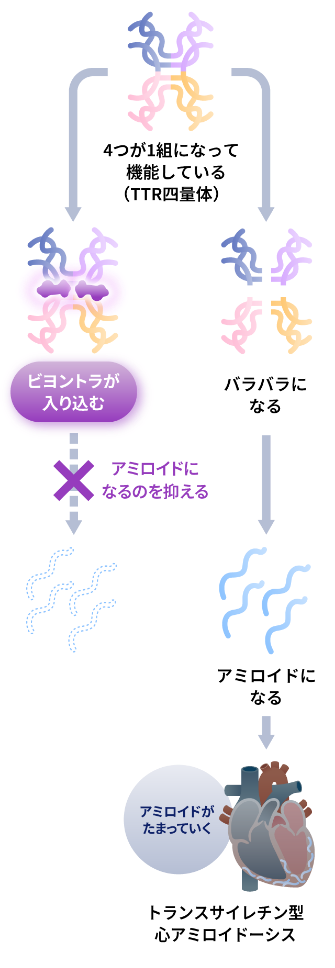 ビヨントラのはたらき