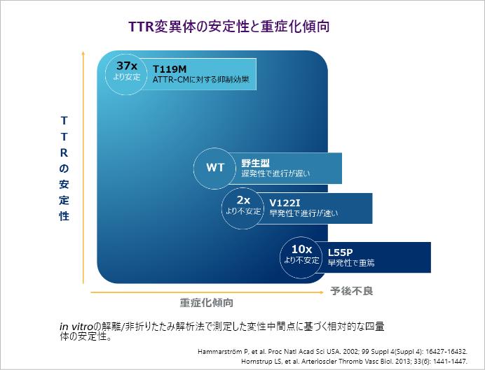 TTR変異体の安定性と重症化傾向 in vitroの解離/非 折りたたみ解析法で測定した変性中間点に基づく相 対的な四量体の安定性.