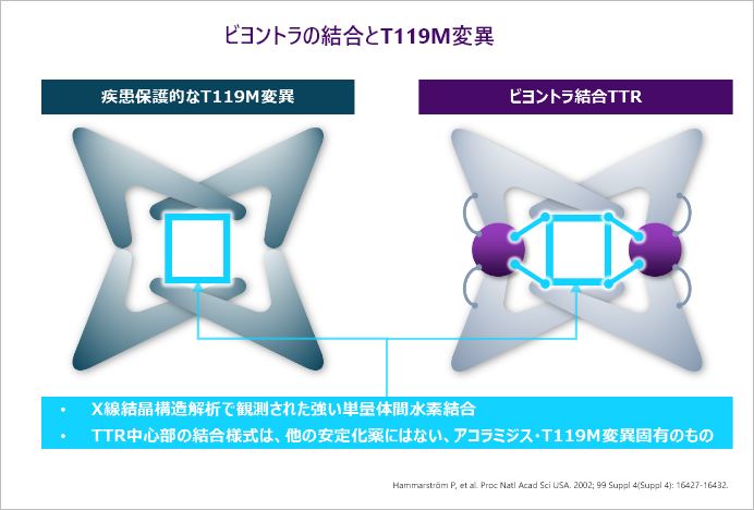 ビヨントラの結合とT119M変異